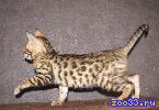 бенгальский котенок, кошечка, черная розетка на золоте