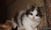 Сибирские красивые котятки возраст 1.5 месяца, ищут заботливых хозяев. К туалету приучены, неприхотливы к еде, ласковые, игривые.
