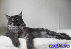 Предлагается на вязку кот Мейн Кун, черный дым, опытный, дает качественное серебро и дым, развязывает, хорошая коробочка, профиль, есть опыт с.. .