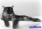 Предлагается на вязку кот Мейн Кун, черный дым, опытный, дает качественное серебро и дым, развязывает, хорошая коробочка, профиль, есть опыт с.. .