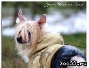 Питомник Файн Голд предлагает для вязки шикарного титулованного кобеля китайской хохлатой собаки