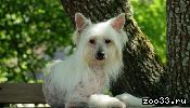 Продается подрощенный, голый щенок китайской хохлатой собаки