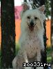 Продается подрощенный, голый щенок китайской хохлатой собаки